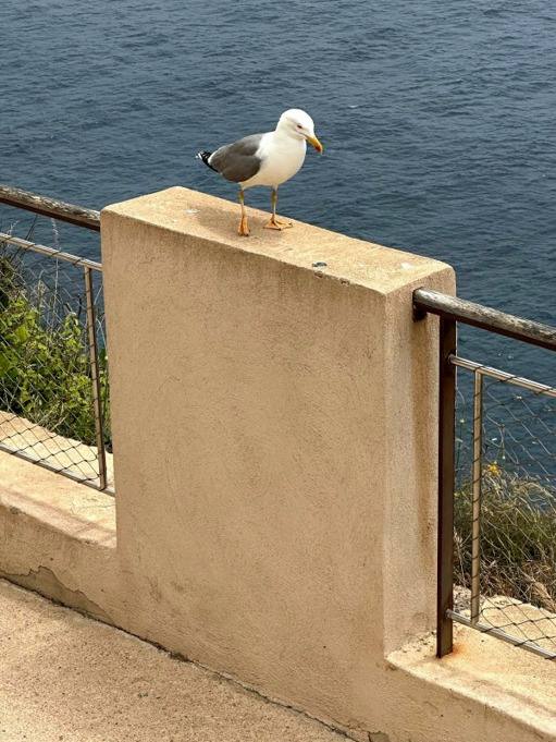 Linguizzetta – Porto Torres