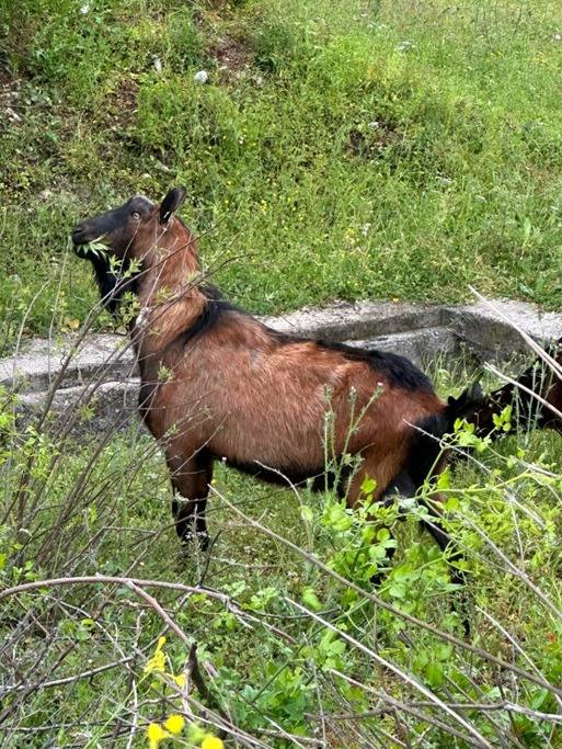 Buljarica – Buljarica