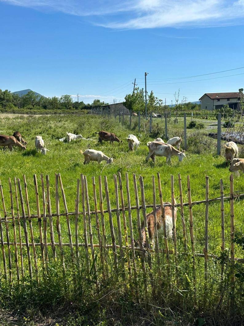 Buljarica – Lezhë